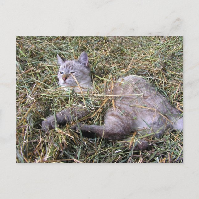 Das Spiel im Hay Postkarte (Vorderseite)