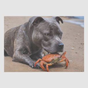 Das Staffy ist ein Freund mit Strandkrabbe, Seidenpapier