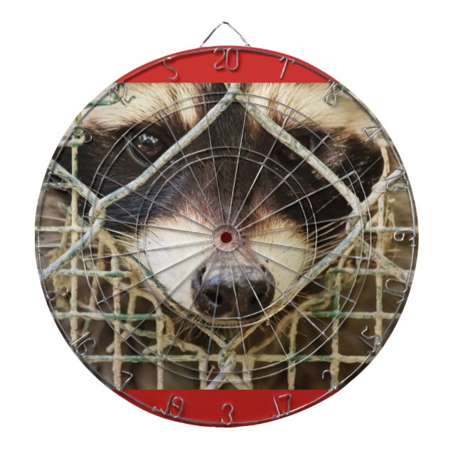 das traurige Aussehen eines Rackons hinter dem Käf Dartscheibe (vorne)