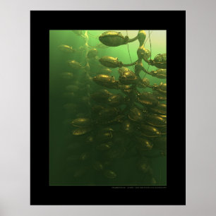 Das Treibhaus Poster