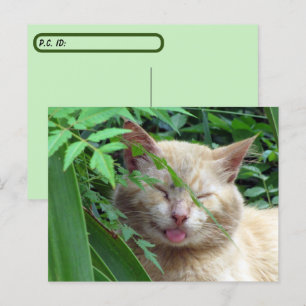 Das überquerende Tier ist die bezauberndste Stray  Postkarte