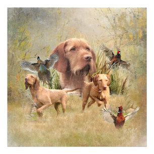 Das ungarische Drahthaar Vizsla Fotodruck