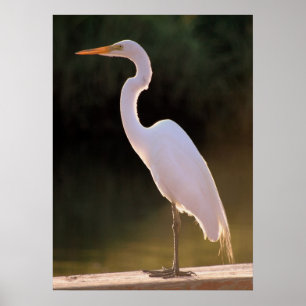 Das üppige Weiß Poster