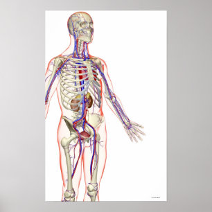 Das Urinsystem Poster