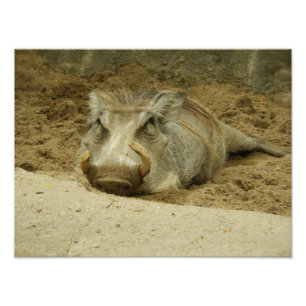 Das Warthog Fotodruck