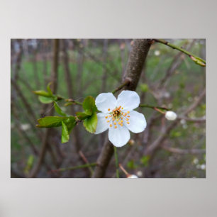 Das Weiß des Frühlings Poster