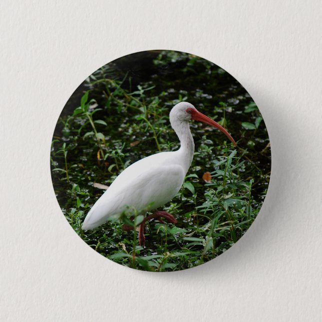 Das weiße IBIS… Button (Vorderseite)