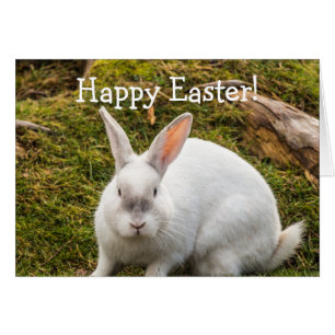 Das weiße Kaninchen Ostern