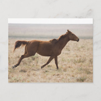 Das wilde Pferd (Equus ferus) ist eine Art der 2 Postkarte