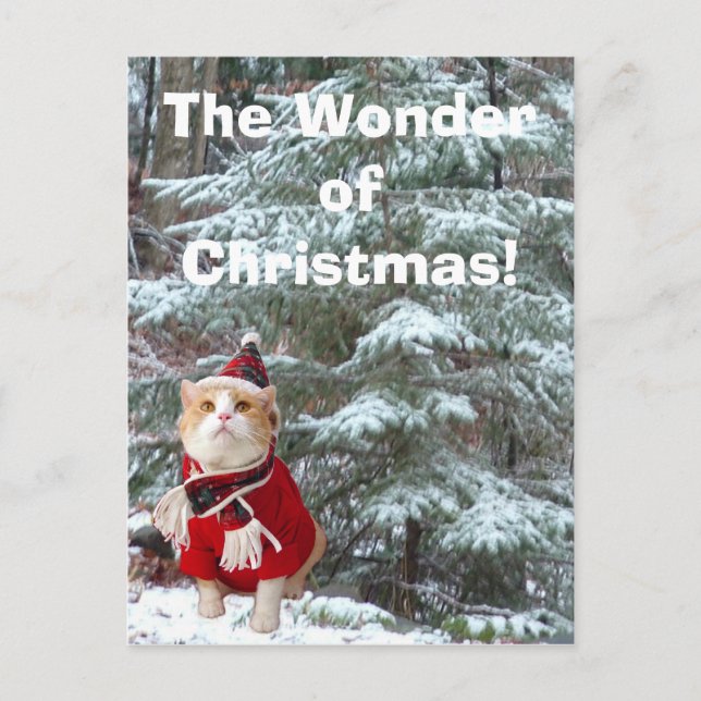 Das Wunder von Weihnachten! Feiertagspostkarte (Vorderseite)