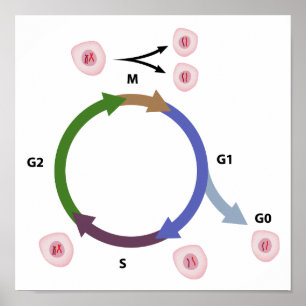 Das Zellzyklusposter Poster