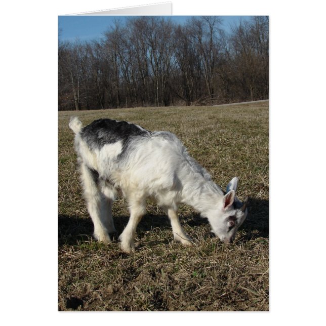 Das Ziegenkid quigglänzen (Vorne)