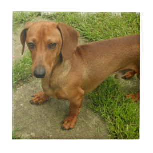 Daschund Fliese