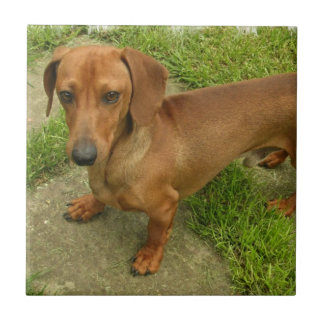 Daschund Fliese