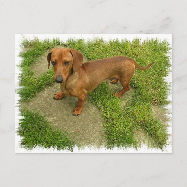 Daschund Horizontal Postcard Postkarte (Vorderseite)