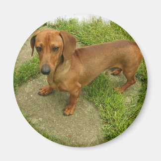 Daschund Magnet