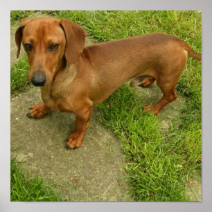 Daschund Poster Print