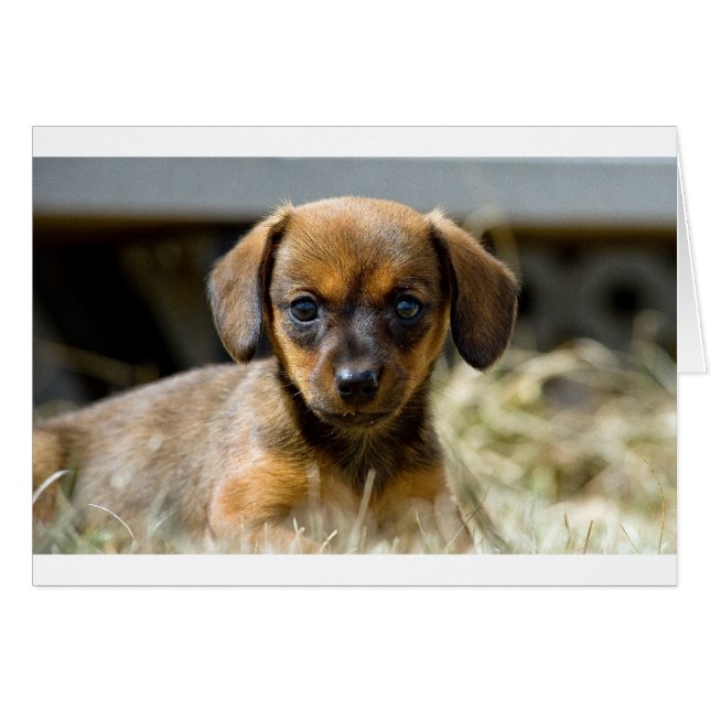 Daschund Pup (Vorderseite (Horizontal))