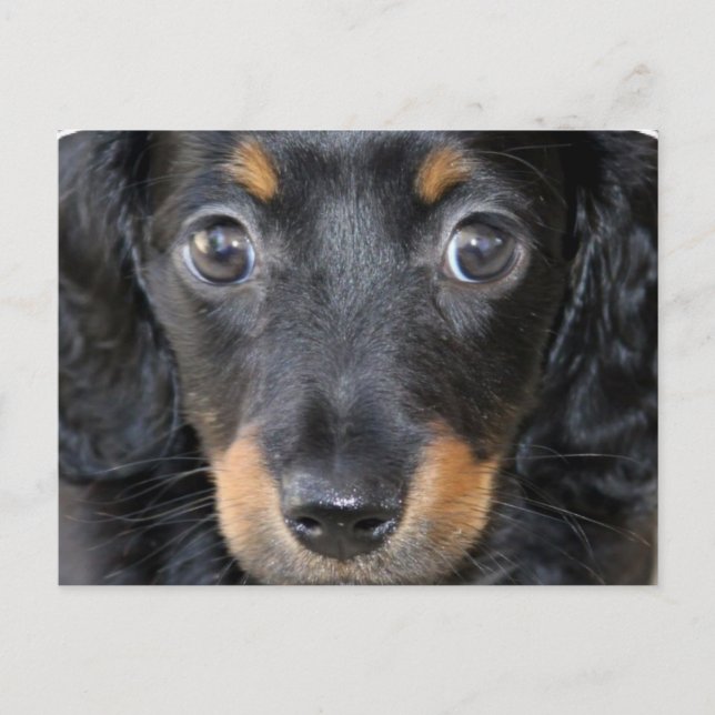 Daschund Puppy Dog Postkarte (Vorderseite)