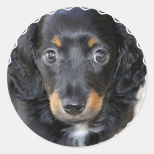 Daschund Puppy Dog Stickers