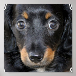 Daschund Puppy Doster Poster