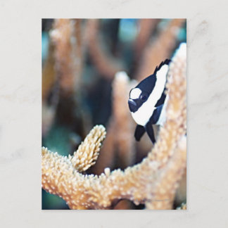 Dascyllus Postkarte