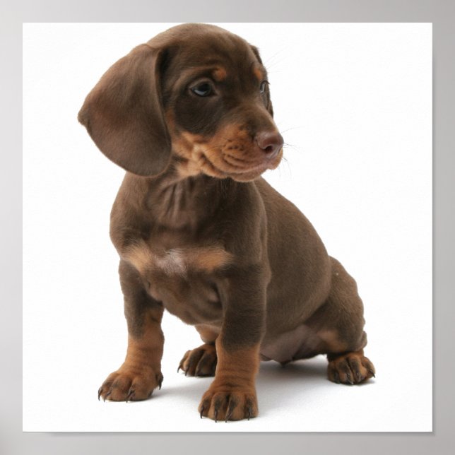Dashchund Puppy Poster (Vorne)