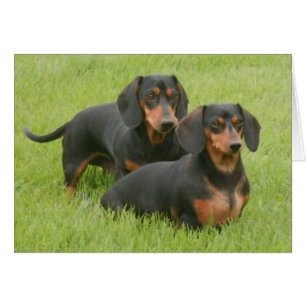 Dashunds