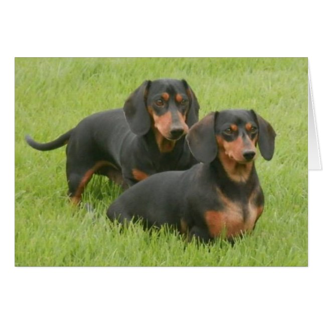 Dashunds (Vorderseite (Horizontal))