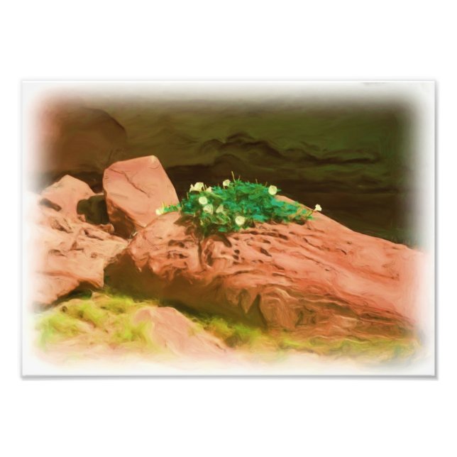 Datura Cavern Fotodruck (Vorne)