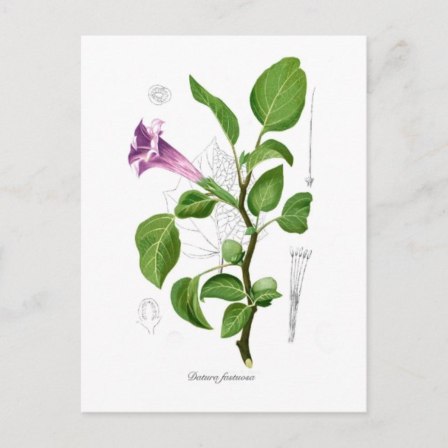 Datura fastuosa postkarte (Vorderseite)