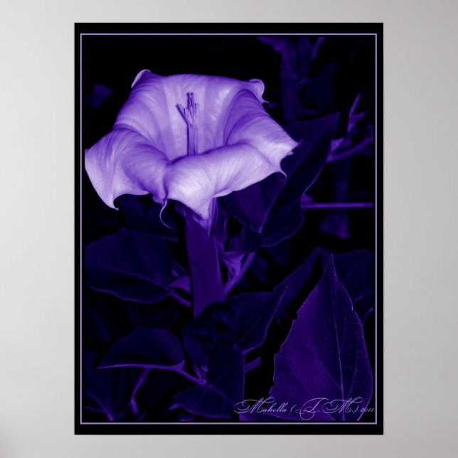 Datura Mystica 3 Poster (Vorne)