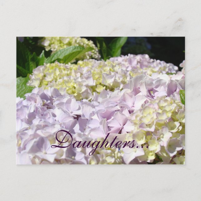 Daughters Postkarten Lavender Hydrangea Blume (Vorderseite)