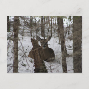 Daunter in Haynesville, Maine Postkarte