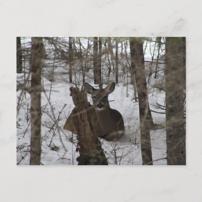 Daunter in Haynesville, Maine Postkarte (Vorderseite)