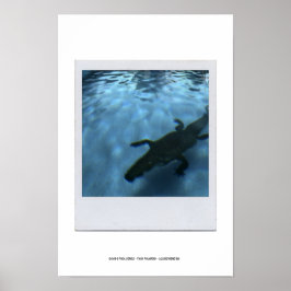 DAVID'S POOL SERIES p05b Poster