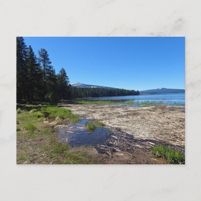 Davis Lake, Oregon Postkarte (Vorderseite)