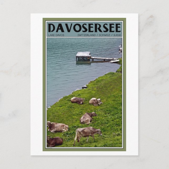 Davos - Kühe am Seeufer Postkarte (Vorderseite)