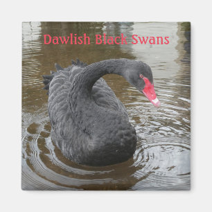 Dawlish Black Swan Magnet