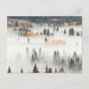 Dawn Ground Fog deckt Bergwald ab Postkarte