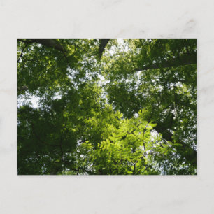 Dawn Redwood Canopy Postkarte
