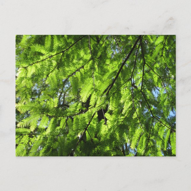 Dawn Redwood (Metasequoia) Postkarte (Vorderseite)