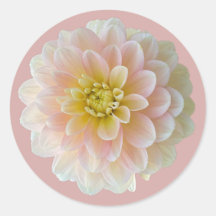 Day Dreamer Wasserlilie Dahlia