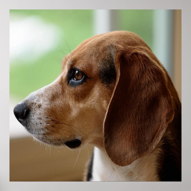 Day Dreaming Beagle Poster (Vorne)