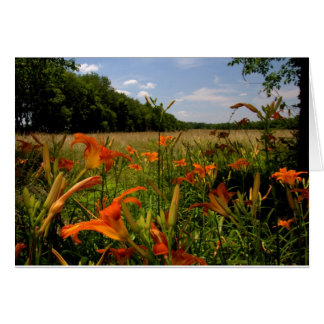 Day-Lilies entlang eines Feldes von großen Gräsern