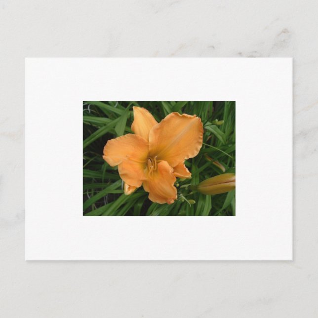 Day Lily Postkarte (Vorderseite)