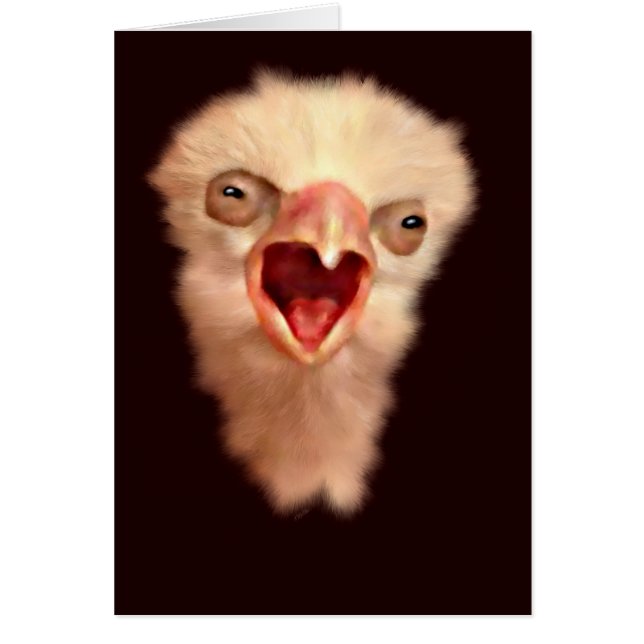 Day Old Falcon Chick (Vorne)