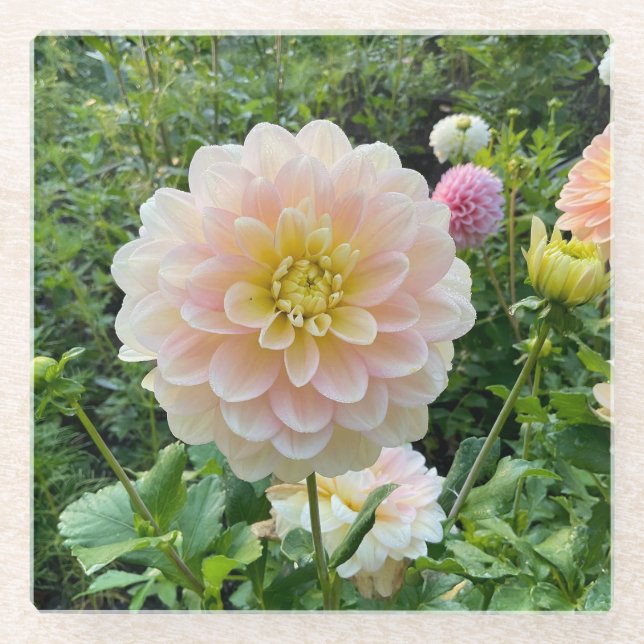 Daydreamer Dahlia, Light Pink Blume Glasuntersetzer (Vorderseite)