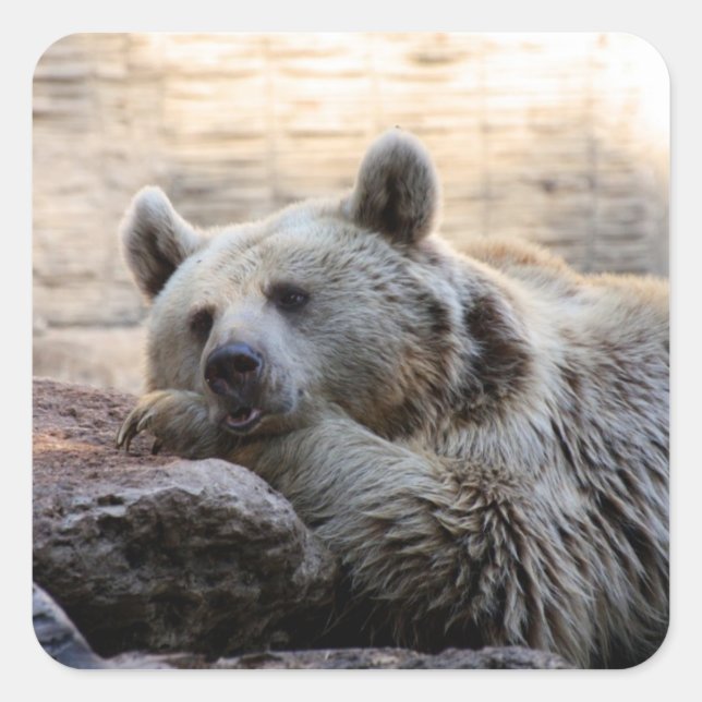 Daydreaming Bären Stickers (Vorderseite)