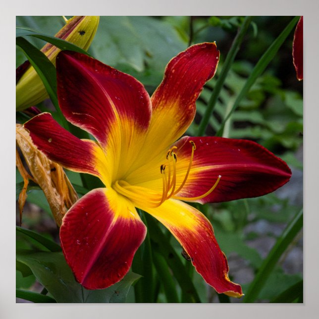 Daylily Poster (Vorne)